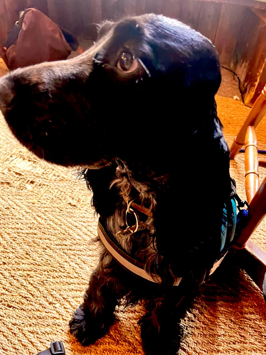 PrueKira's tweet photo. Long walkies on the #beach #LowerLargo #FifeCostalPath
in such beautiful weather #bliss 🌊 ☀️ popped into the @crusoe_the for more #Feragaia #Mocktails @feragaia #MadeInFife and read Chapter 5 of @Itwitius #TimMarshall ‘The Power of Geography.’ Another #EpicRead #Geopolitics and thoroughly enjoyed and savoured another ‘treat to myself’ healthy supper. Another walk back on the beach. 

Drove to my mother’s who had made fish cakes from the wild trout a family friend caught in #Aviemore. Had a good old chinwag and we’re planning a special day together soon. Spoke with my sister again driving back. She’s so impressed how I’ve trained him and congratulated me on many things, even thought a client’s house had stamped on on her foot and she’s in agony. We’re both made of tough stuff 💃🏼💃🏻🩵💫 #LovingLifeInFife #FifeLife again. Thank goodness I didn’t move back to where I’m from! #Exhausted but #BlessedAndGrateful for so many reasons and also for the support and motivation from old and new friends 🙏🏻🫠 #NeverGiveUp #KeepMovingForward. Things are sent to test us, often pushing us backwards, but it’s not #failure it’s a #lifelesson to ensure we don’t allow history to repeat itself #resilience #determination #mindset and #courage 🔥🩵🙌🏼✨

Didn’t realise that I’d walked 11km too!
