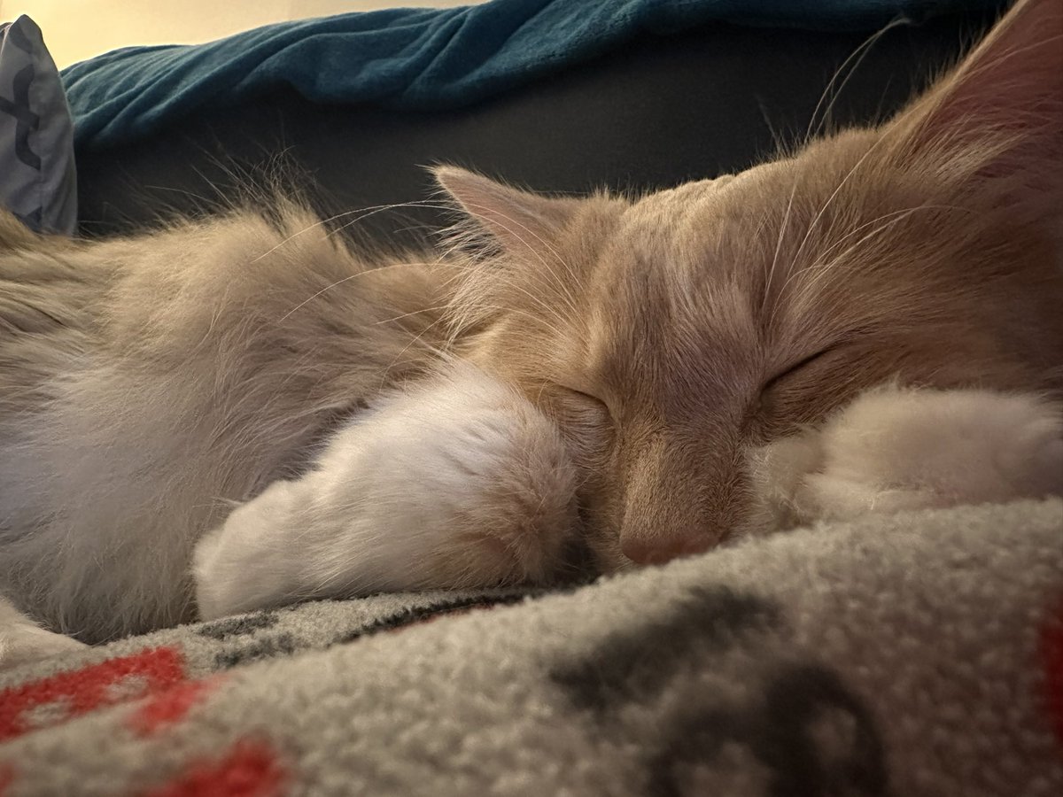 The cutest little baby in all the land. 🐱 

#kitty #catsofx #orangecat #fluffy #snuggle #cat #maincoon