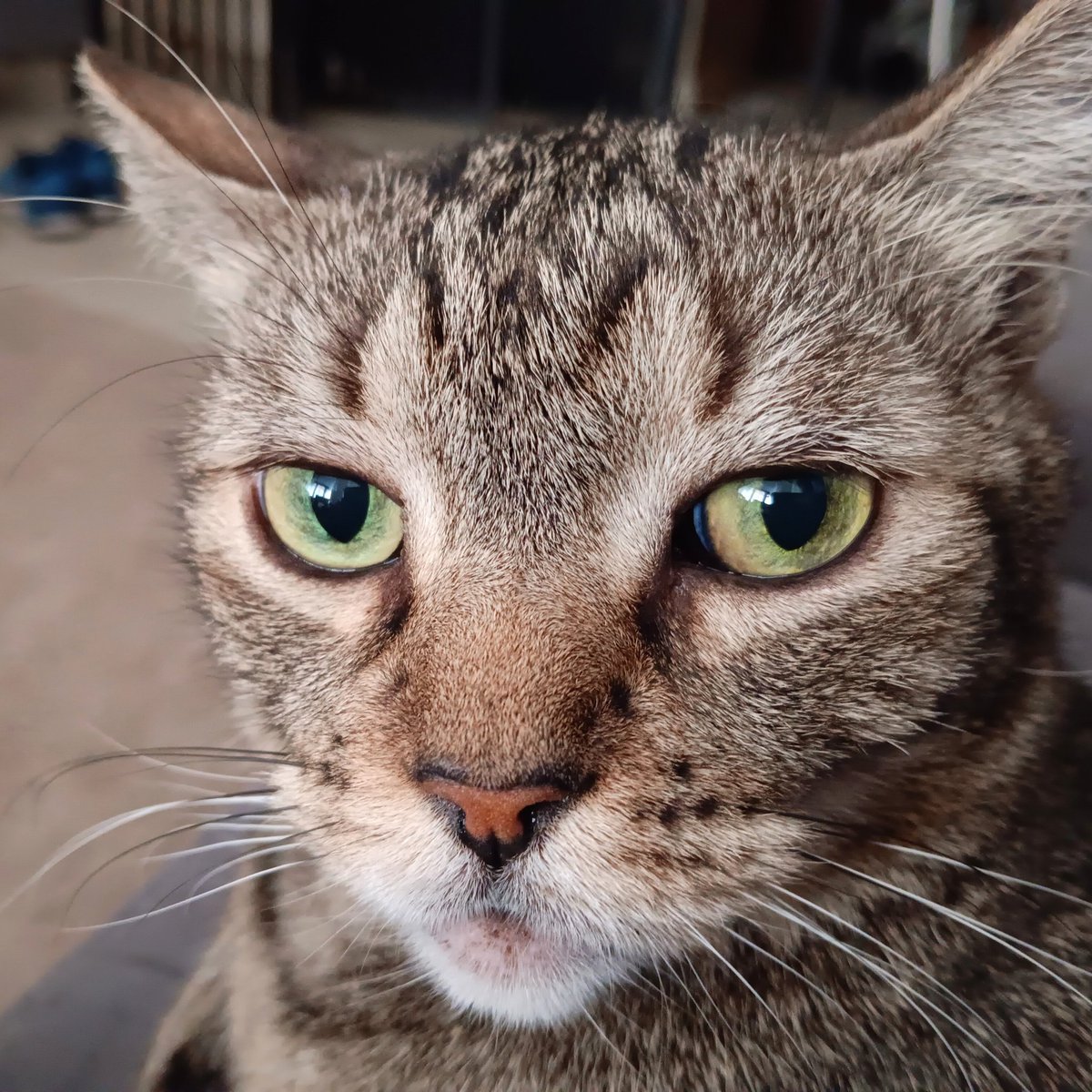 The Fucking Cat tweet media