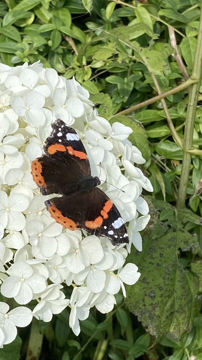#natuurfoto