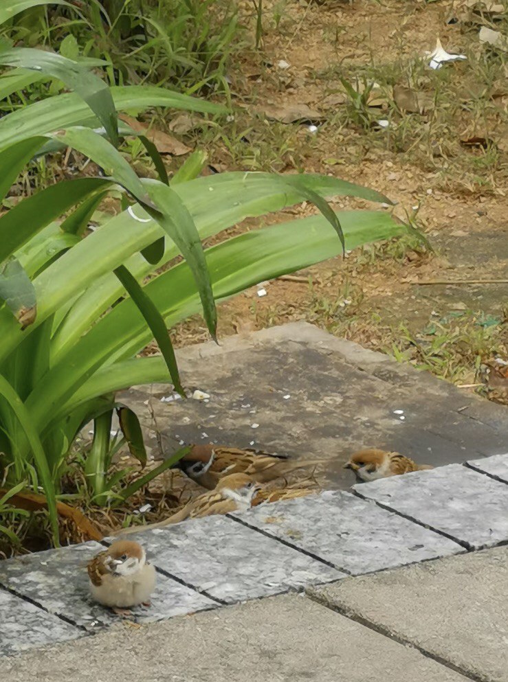 Today I saw a group of birds in the grass by the roadside, and accidentally found bird eggs, it was so wonderful! 😁