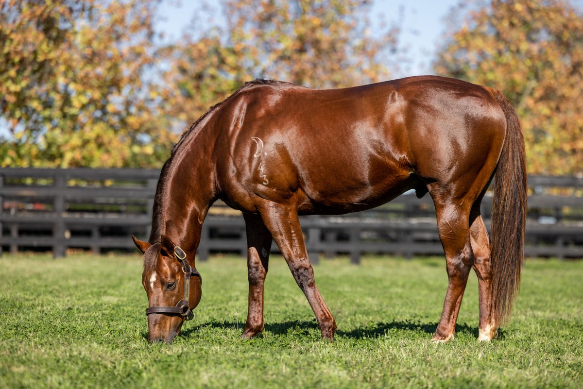 MonNeill's tweet image. CAPITALIST 🏆
Consistency & Dependability are the Key's🔑🔑
🗝️Youngest Top 10 Australian Sires🇦🇺 by Earnings
🗝️Youngest Top 10 Australian Sires🇦🇺 by SW
🗝️Top 10 HK Sire🇭🇰 by Earnings (with only 4 crops to race)
📢The best is still to come @NewgateFarm for this young sire ‼️