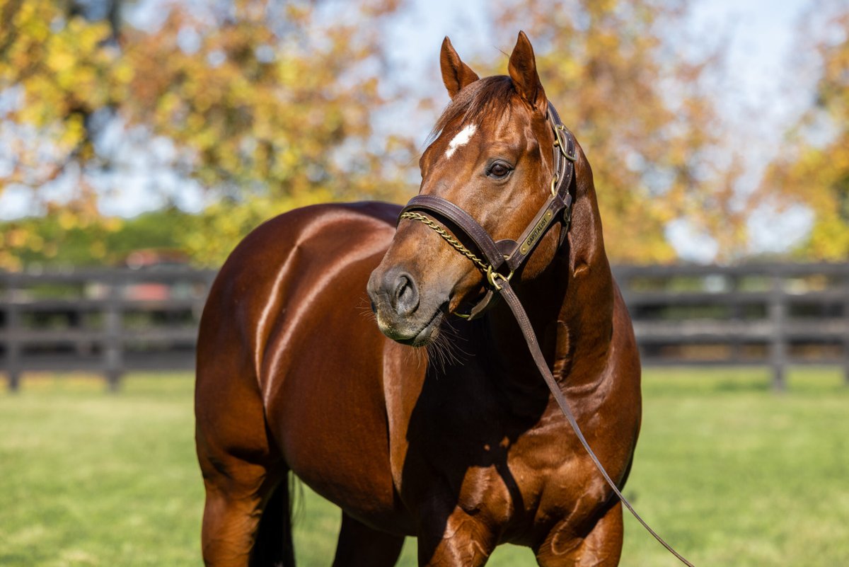 MonNeill's tweet image. CAPITALIST 🏆
Consistency & Dependability are the Key's🔑🔑
🗝️Youngest Top 10 Australian Sires🇦🇺 by Earnings
🗝️Youngest Top 10 Australian Sires🇦🇺 by SW
🗝️Top 10 HK Sire🇭🇰 by Earnings (with only 4 crops to race)
📢The best is still to come @NewgateFarm for this young sire ‼️