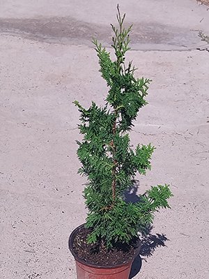 GreenMaxKZ's tweet photo. Саженцы от питомника GreenMax:
Туя западная (колоновидная)С5/40-60 см3000тг
Туя западная SpiralisС3/40-60 см2500тг
Подробности на сайте https://t.co/g6MrbozMAR #питомникрастенийалматы #Greenmax #гринмакс #саженцы #питомникрастений #туяколоновидная #туяспиралис #thujaspiralis https://t.co/ZpZ1z6IGut