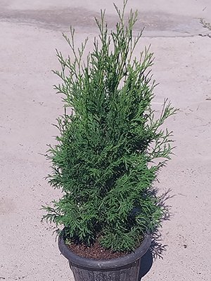 GreenMaxKZ's tweet photo. Саженцы от питомника GreenMax:
Туя западная (колоновидная)С5/40-60 см3000тг
Туя западная SpiralisС3/40-60 см2500тг
Подробности на сайте https://t.co/g6MrbozMAR #питомникрастенийалматы #Greenmax #гринмакс #саженцы #питомникрастений #туяколоновидная #туяспиралис #thujaspiralis https://t.co/ZpZ1z6IGut