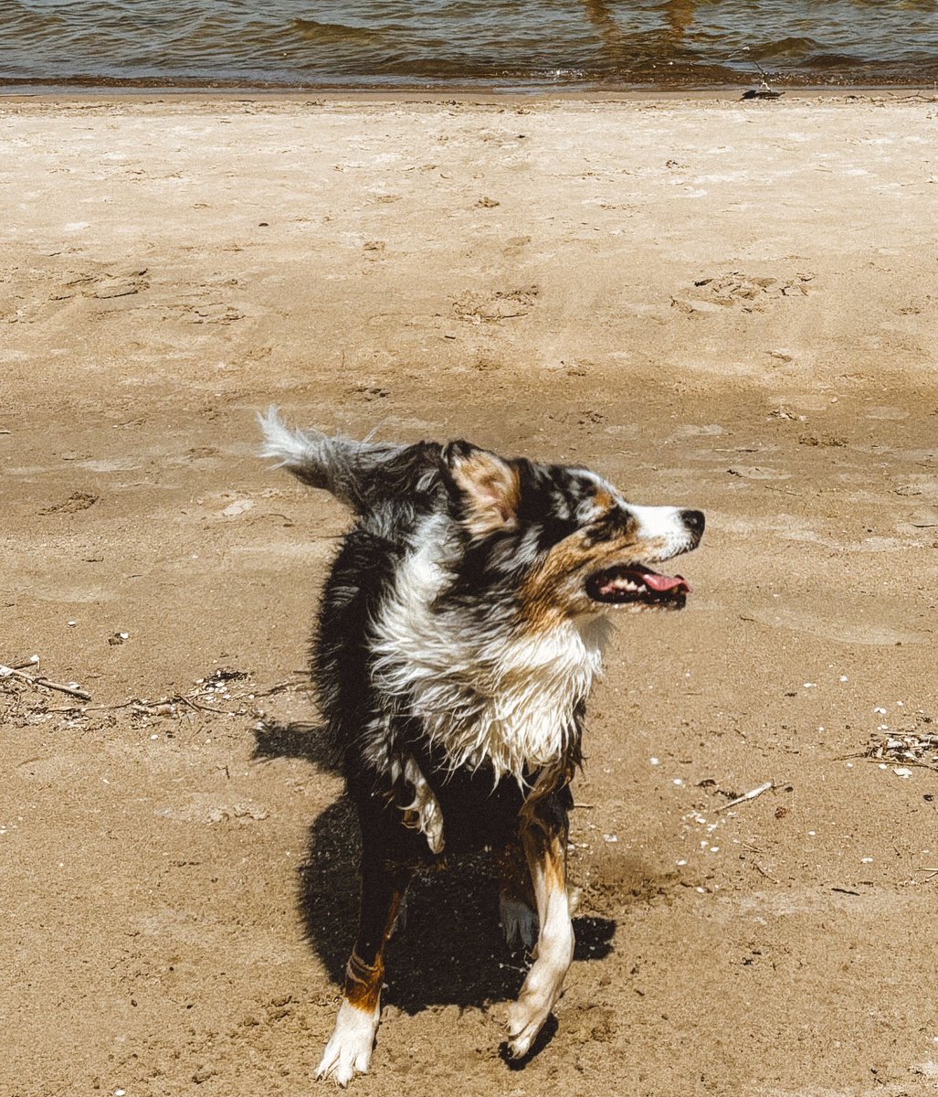 unalasa's tweet photo. @sankuperis Say no more; I needed a Twitter comeback. Here’s this summer’s It-girl Margo hitting the beach. 🌊🌞 https://t.co/Chs7KttgYP