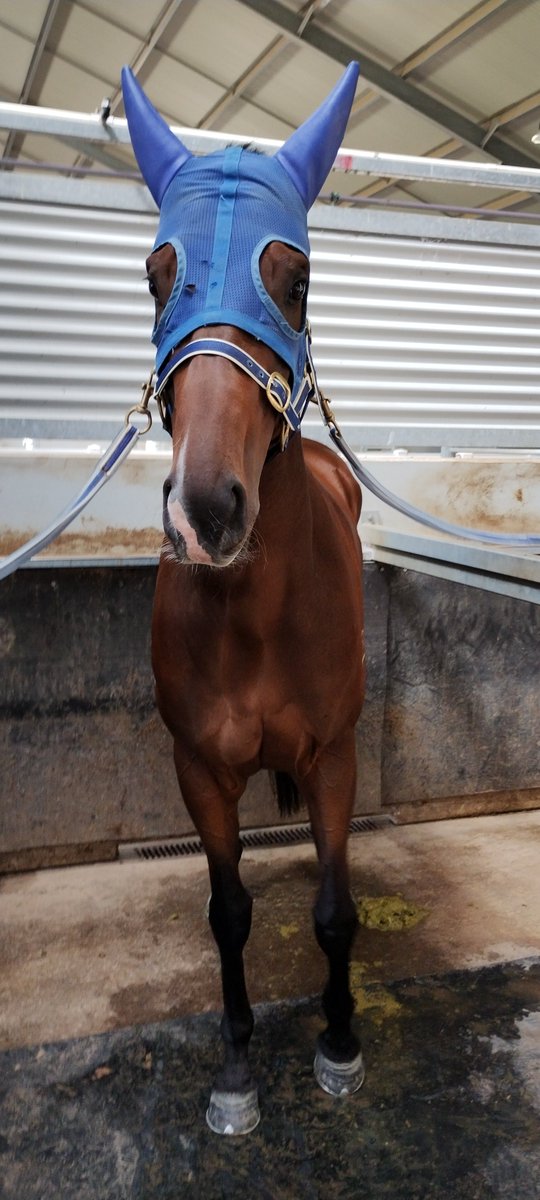 ChelseaFCOwner's tweet image. #MilduraCup tomorrow our BEST HORSE... the dog, #MyKhalifa needs to even the score with Jimmy the Bear. 

My boy is fired up to win  Bet each way #MyKhalifa  $7  he's going great guns