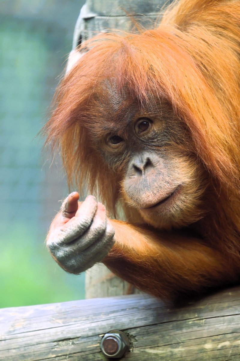 Lisa always shares wonderful photos from her visits to the park- making the most of that adoptive parent yearly pass! Here she caught young Sumatran orangutan Rieke peering out at everyone. Rieke arrived to the park as an abandoned youngster, due to our role as ...