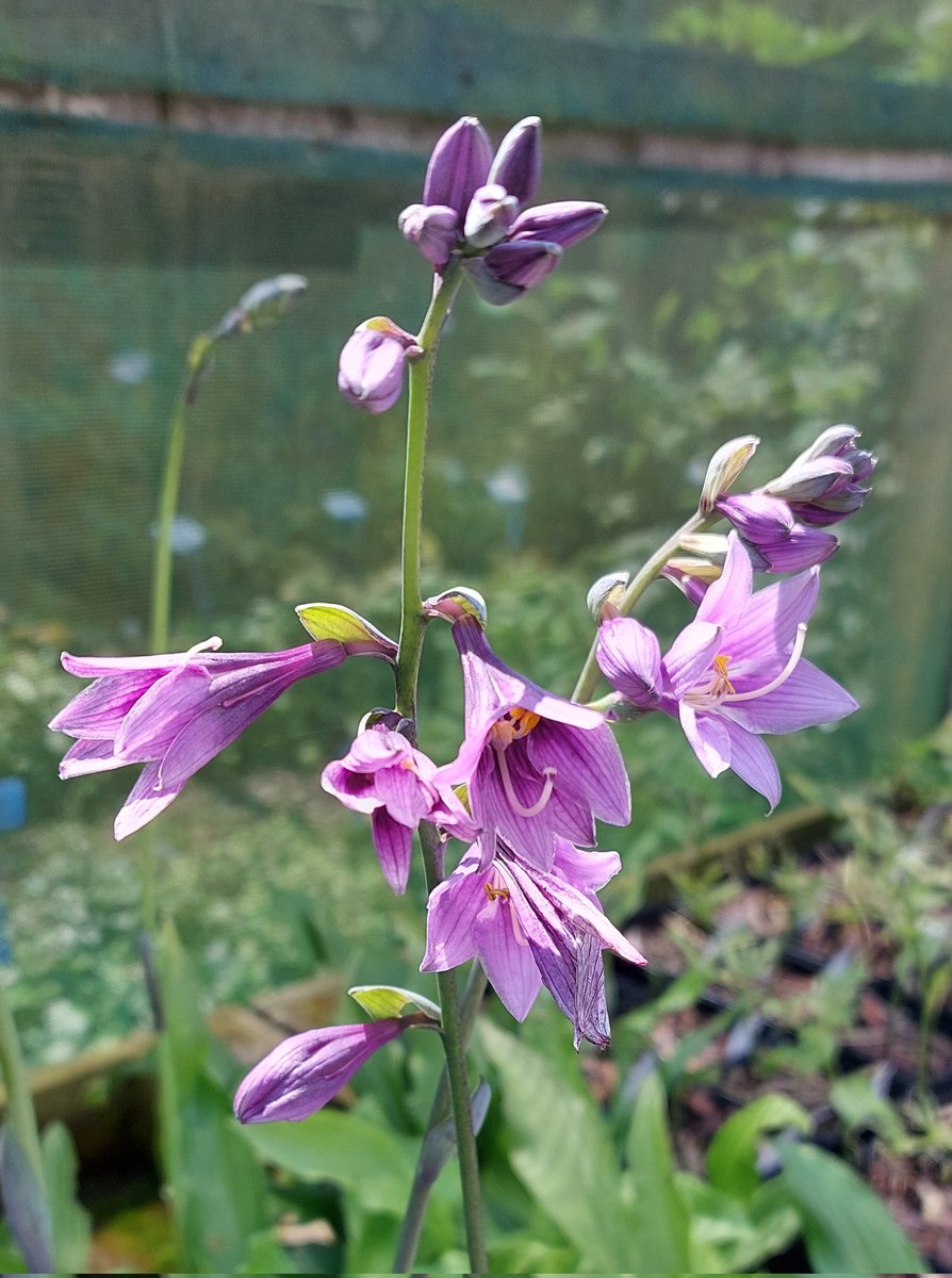 The slugs have finally found the leaves but thankfully there are flowers to distract! Hosta sp TCM12-838. Compact and normally intact...

#hosta #hostatcm12838 #wildcollection #peatfree #mailorderplants #plantsforsale