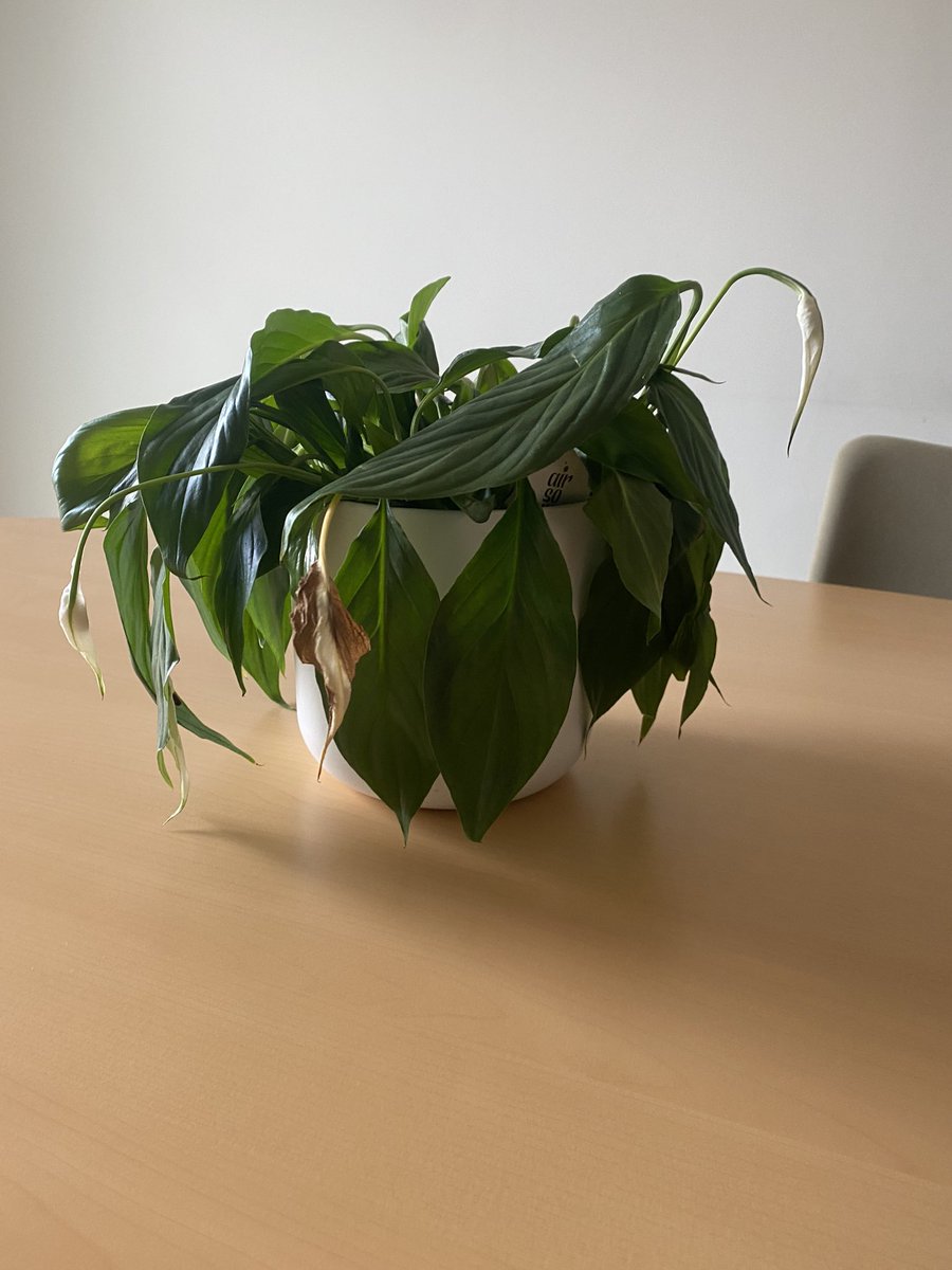 Rose Naylor tweet media