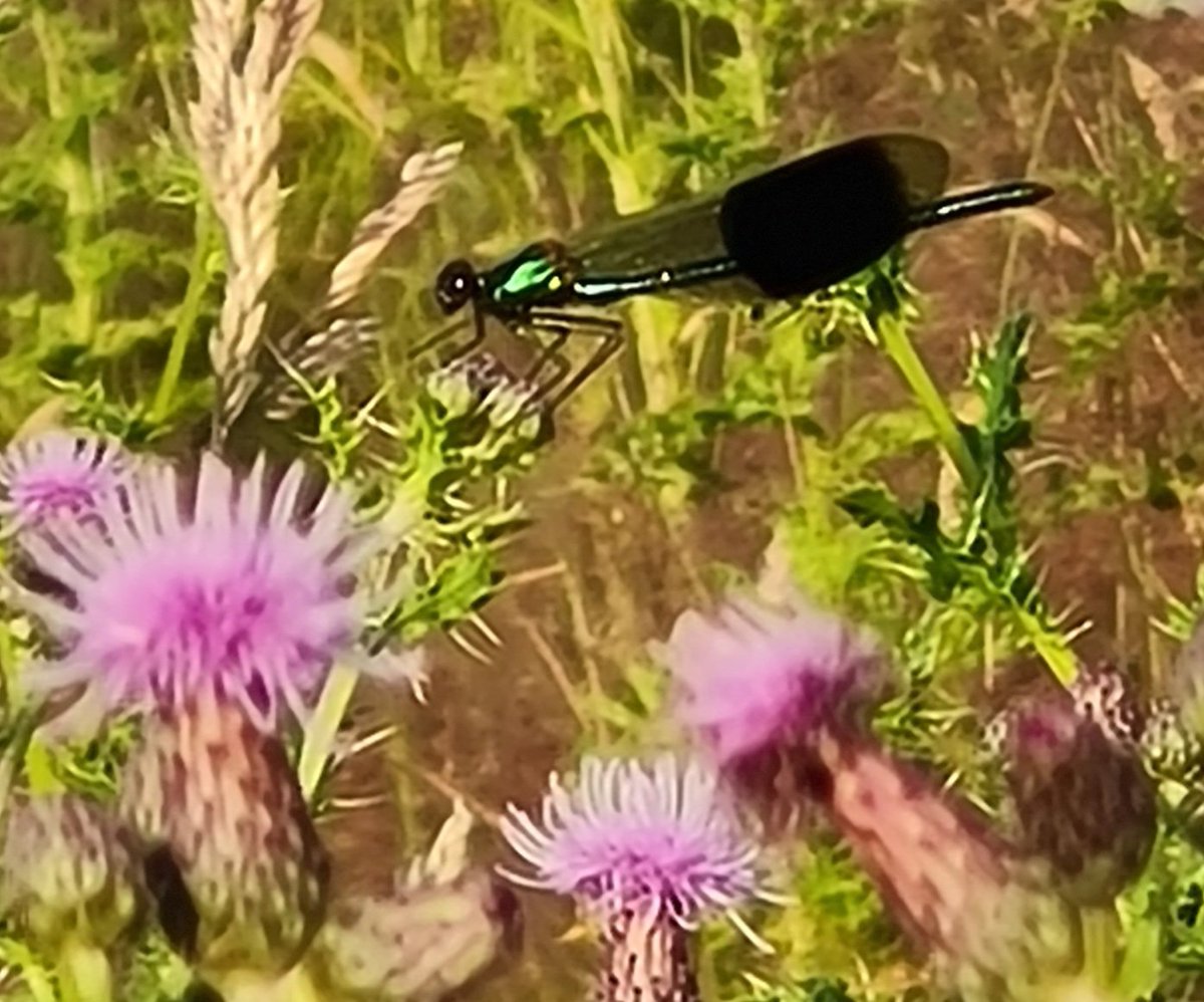 Noticed this banded demoiselle in the field yesterday evening. It was hard to capture its beauty on my phone while standing in a clump of very prickly thistles but then it landed in a patch of light! Here it is iridescent and splendid despite the limitations of my phone cam.