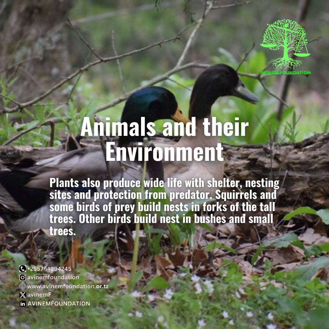 AvinemF's tweet photo. Human are inextricably linked to the environmental landscape within which our daily lives unfold. We depend completely on nature for essential, life - sustaining services- clean air and water, stable climate food. #environment #ClimateAction #Sustainability #climatejustice https://t.co/T8M8yWY2ox
