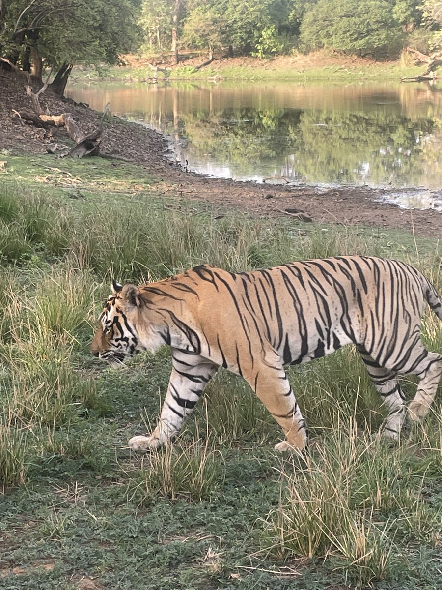 GargiRawat's tweet photo. Last time I was in Ranthambore a tigress had given birth near Jogi Mahal and the area was closed to tourists. Also this big guy had emerged from the same area. Why create a disturbance in such a prime tiger habitat. #tigers #SaveOurTigers #conservation #JogiMahal #Ranthambore https://t.co/VP3qPzBswF