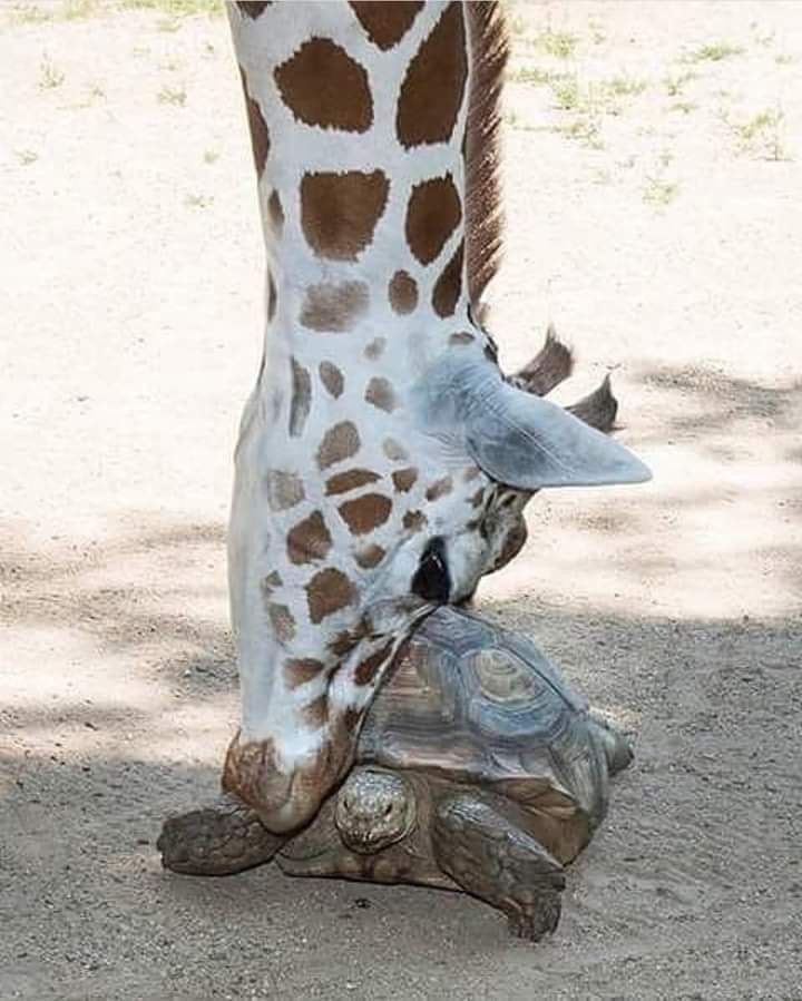 진짜 신기한가 보다.
이게 사랑인가.