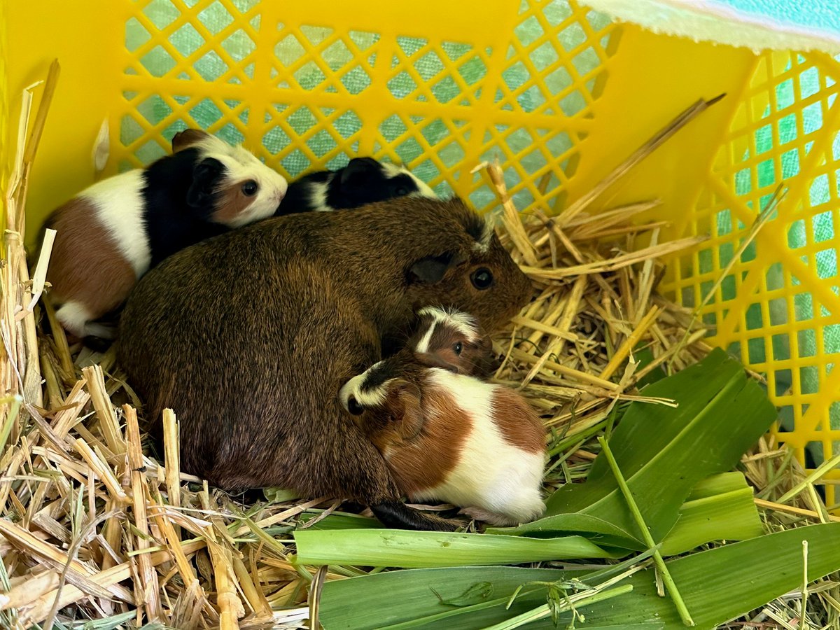 子鼠ページ 先日、テンジクネズミが生まれました！ こちらは生まれた当日の写真