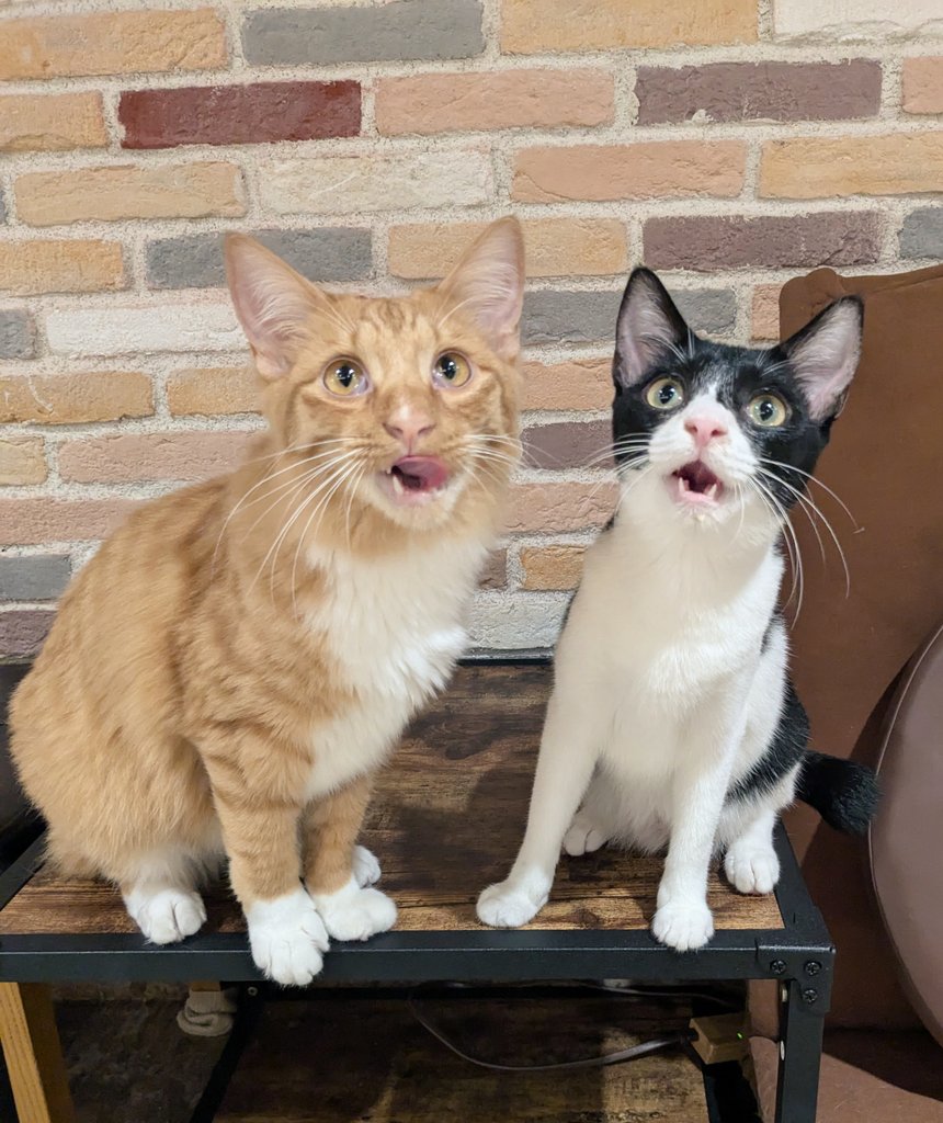 calicomusashino's tweet image. タムちゃんのトライアルは
いよいよ来週の7/22になります🩷
来た時は3ヶ月でとっても小さかったです😸
恥ずかしがりやで、お兄ちゃんのウィン君の後に隠れてました😌
ウィン君はトライアル中です🐈
次はタムちゃんの番です🌸
#きゃりこ吉祥寺
#タム　#ウィン　
#タムトライアルまであと5日です