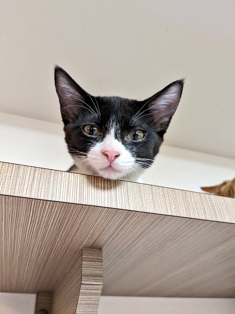 calicomusashino's tweet image. タムちゃんのトライアルは
いよいよ来週の7/22になります🩷
来た時は3ヶ月でとっても小さかったです😸
恥ずかしがりやで、お兄ちゃんのウィン君の後に隠れてました😌
ウィン君はトライアル中です🐈
次はタムちゃんの番です🌸
#きゃりこ吉祥寺
#タム　#ウィン　
#タムトライアルまであと5日です