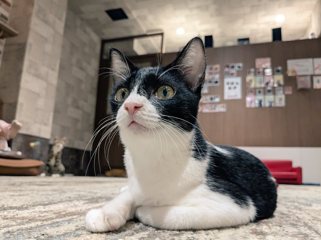 calicomusashino's tweet image. タムちゃんのトライアルは
いよいよ来週の7/22になります🩷
来た時は3ヶ月でとっても小さかったです😸
恥ずかしがりやで、お兄ちゃんのウィン君の後に隠れてました😌
ウィン君はトライアル中です🐈
次はタムちゃんの番です🌸
#きゃりこ吉祥寺
#タム　#ウィン　
#タムトライアルまであと5日です