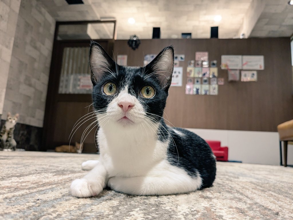 calicomusashino's tweet image. タムちゃんのトライアルは
いよいよ来週の7/22になります🩷
来た時は3ヶ月でとっても小さかったです😸
恥ずかしがりやで、お兄ちゃんのウィン君の後に隠れてました😌
ウィン君はトライアル中です🐈
次はタムちゃんの番です🌸
#きゃりこ吉祥寺
#タム　#ウィン　
#タムトライアルまであと5日です