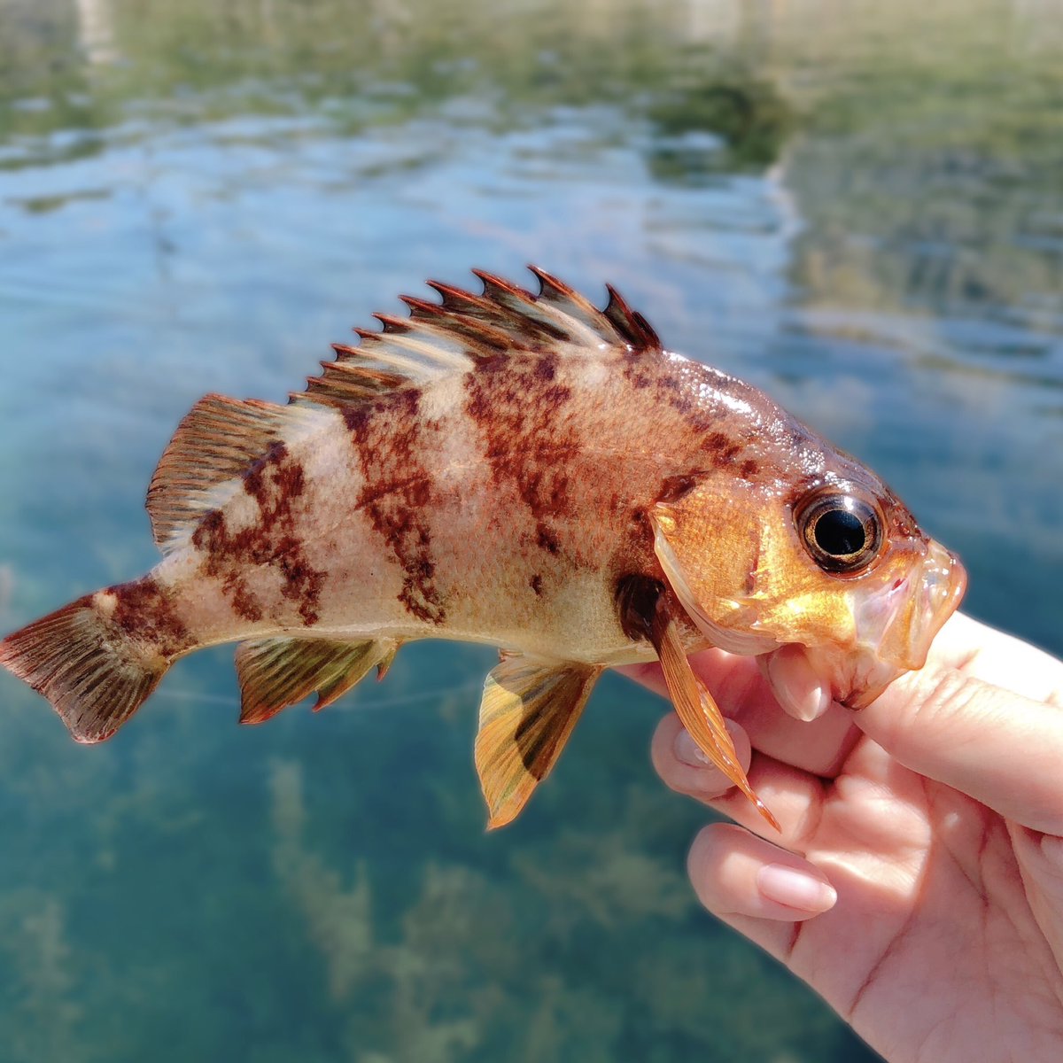 🐟 下半期はちょい大きめの魚も狙いたい💨 
 #釣り #釣り人 #釣り好き #釣り大会 #釣り初心者 #釣り女子 #釣り仲間 #釣りライフ #釣り糸 #釣り道具
