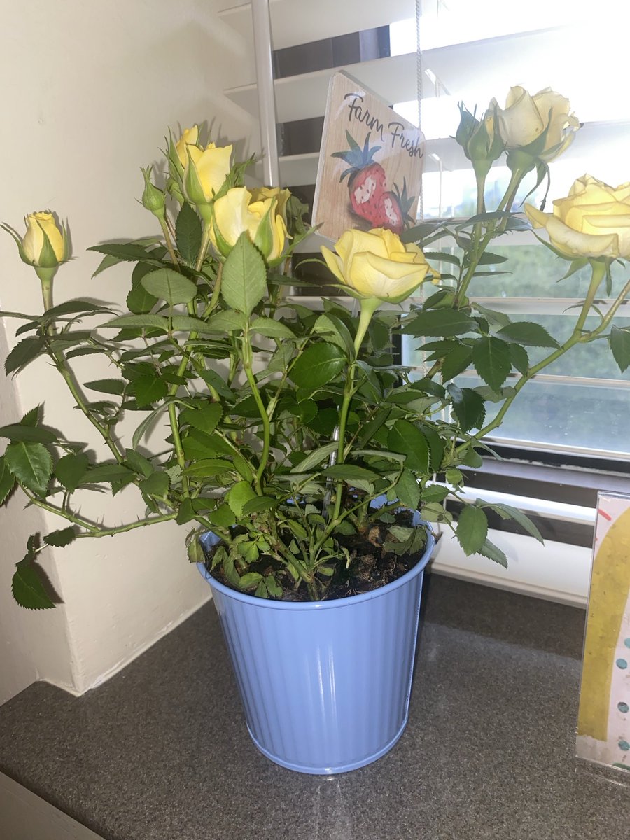 LorettaB1962's tweet photo. My precious #MamaArmy went home today after 1 week. Precious #PapaArmy jokingly told her he thought she had divorced him after 69 years! ๐๐ฅฐ๐ Thank you St. Josephโs staff for saving us all. Thank you Army for the love. I wonโt forget. ๐ญ https://t.co/euS8NeLOSs