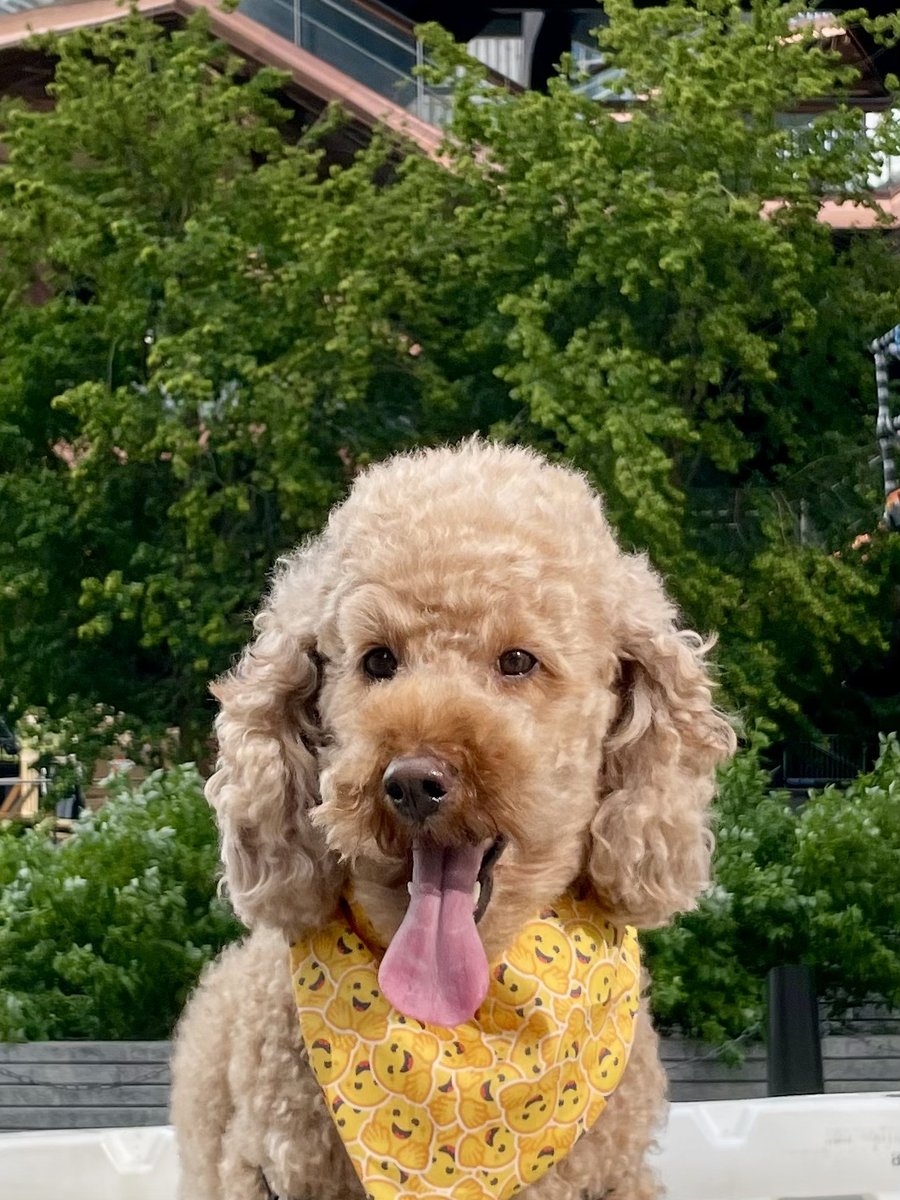 🤗🤗🤗🤗🤗🤗🤗Dartagnan turns 7 today! instagram.com/dartthedoodle/

#doodle #mascot