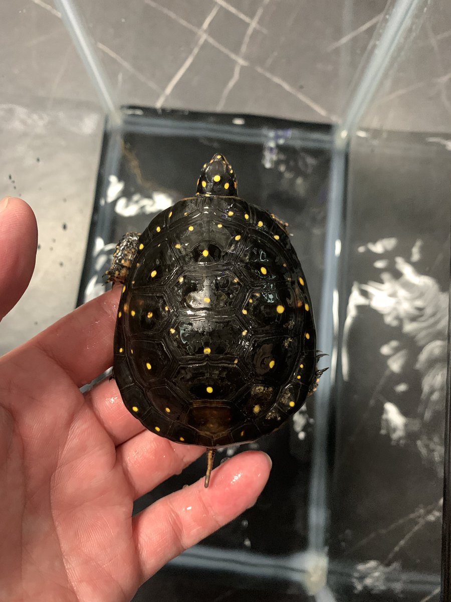 レプタイルショップ∞K-slash on X