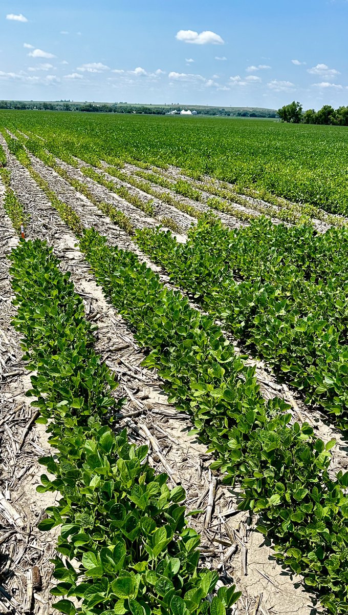 wardynmi's tweet photo. Rating varieties today for high pH tolerance in western Neb.  @PioneerSeeds @bartels73 @PatrickHorwart https://t.co/FjI81fC96j