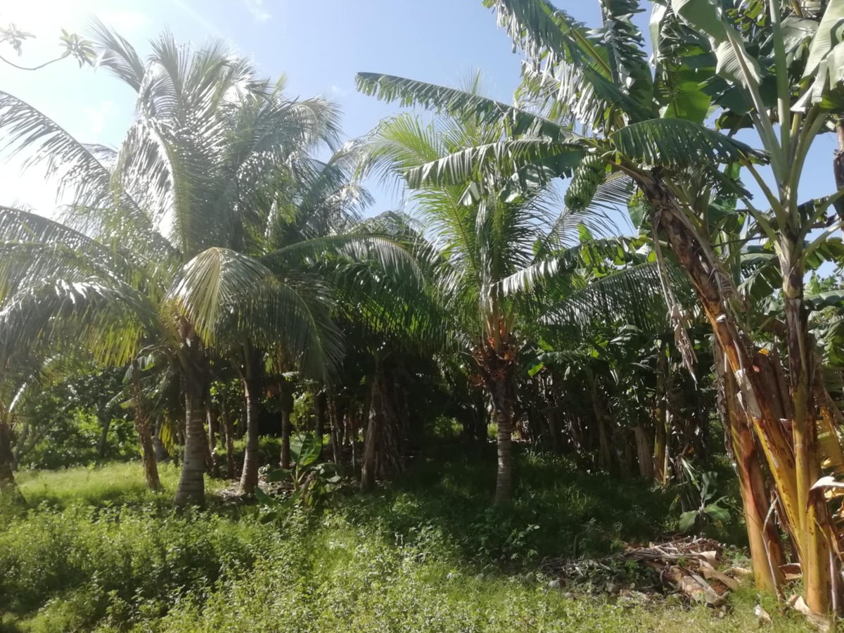 #ANAPCuba 🇨🇺❤️
#Camagüey 
El campesino José Manuel Marrero en la finca la Melisa, mantiene diversidad de producción de Cultivos Varios,  cada palmo de tierra es un ejemplo de que "Si el hombre sirve la tierra sirve" como dijera nuestro apóstol.