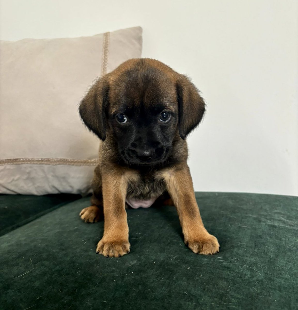 andreivalle's tweet photo. Hoy me llamaron a decirme que ya no la quieren… que quiere jugar todo el día y no tienen la paciencia para cuidarla 💔😔 

Olivia de nuevo inicia su búsqueda de una familia que la quiera por siempre ❤️‍🩹 tiene 2 meses y medio aprox, ayúdenme compartiendo  🙏🏼 https://t.co/xPI6FThxHC