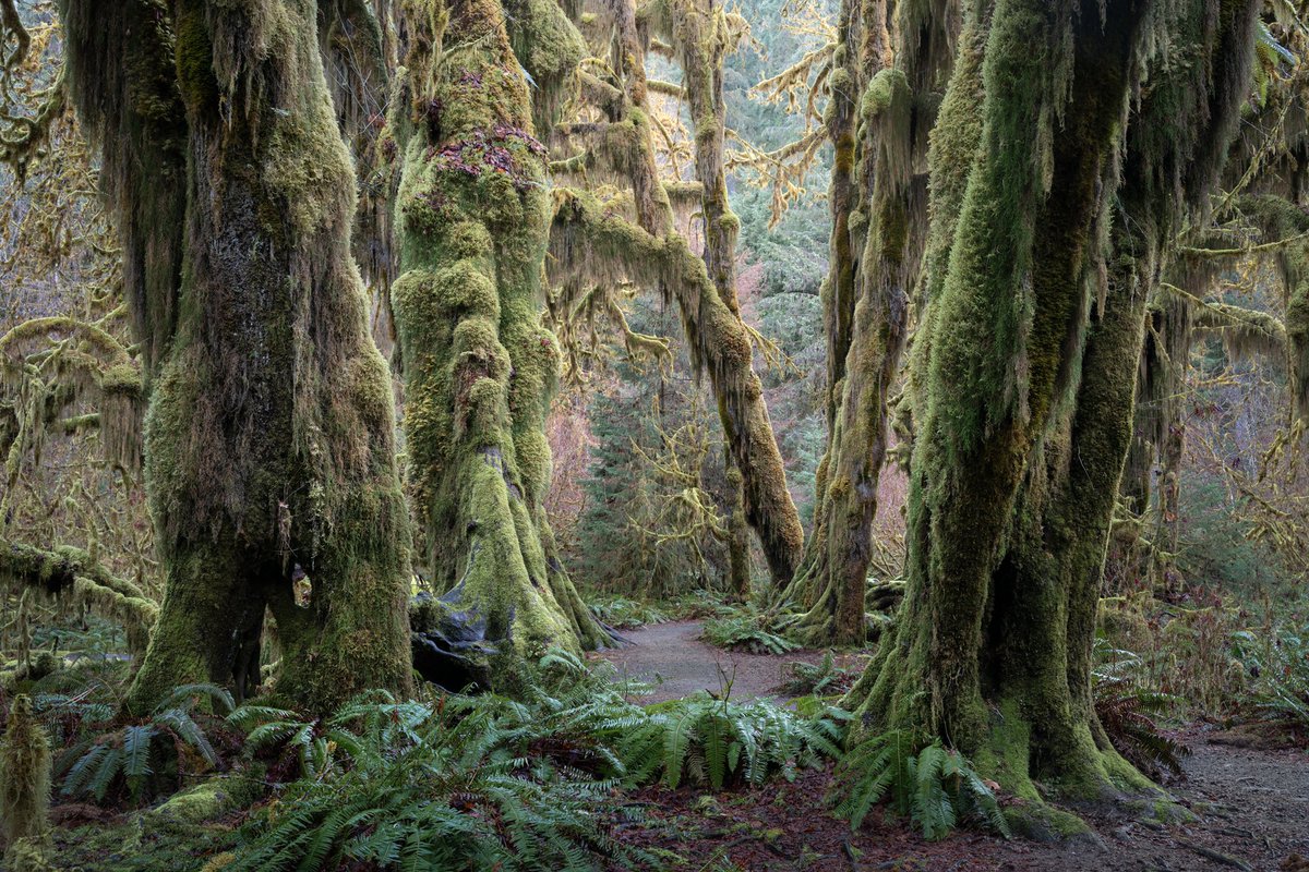 Lush, temperate rainforest in the Pacific Northwest. The hanging moss felt like a fairytale. Black and white or colour edit?