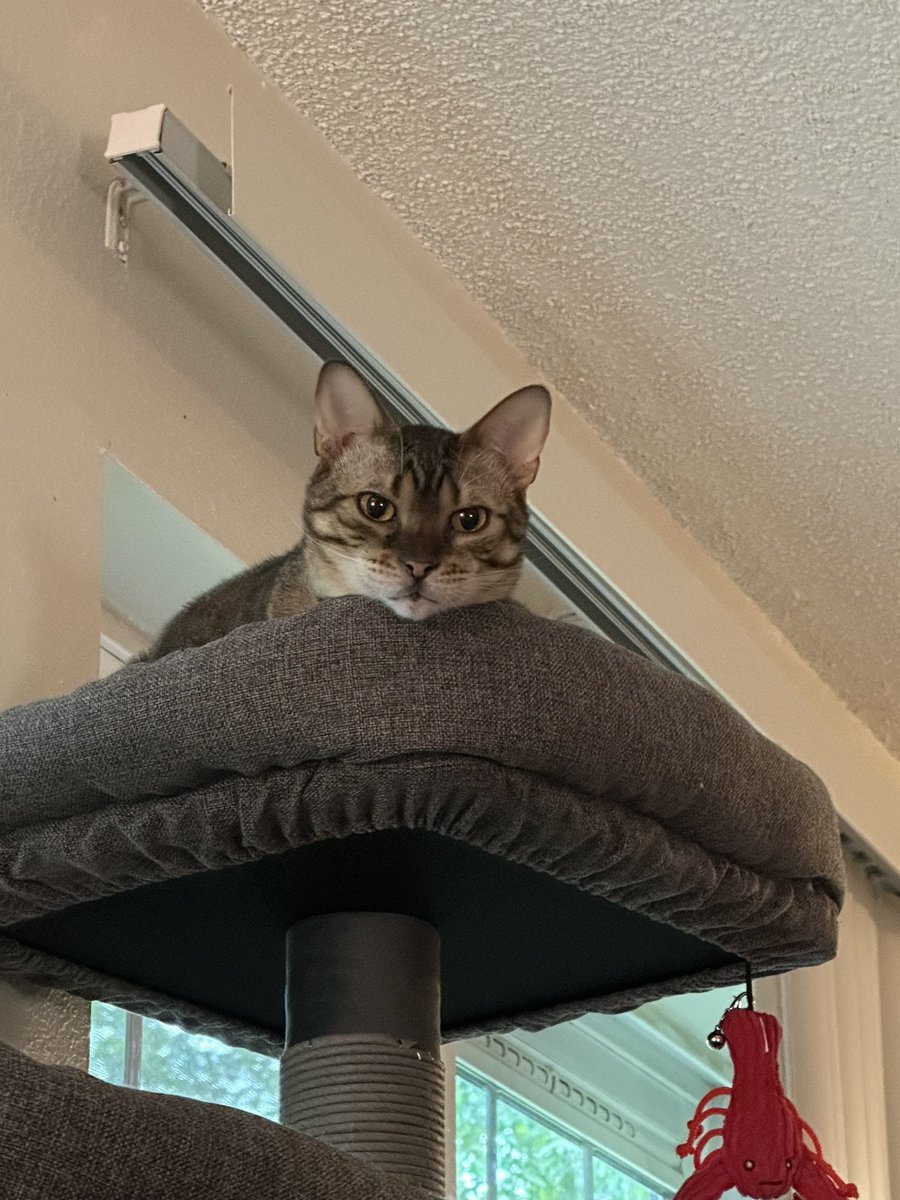 SmoothTalkYT's tweet photo. @BenjaminCallins Me kat https://t.co/IbZiJdSpeo