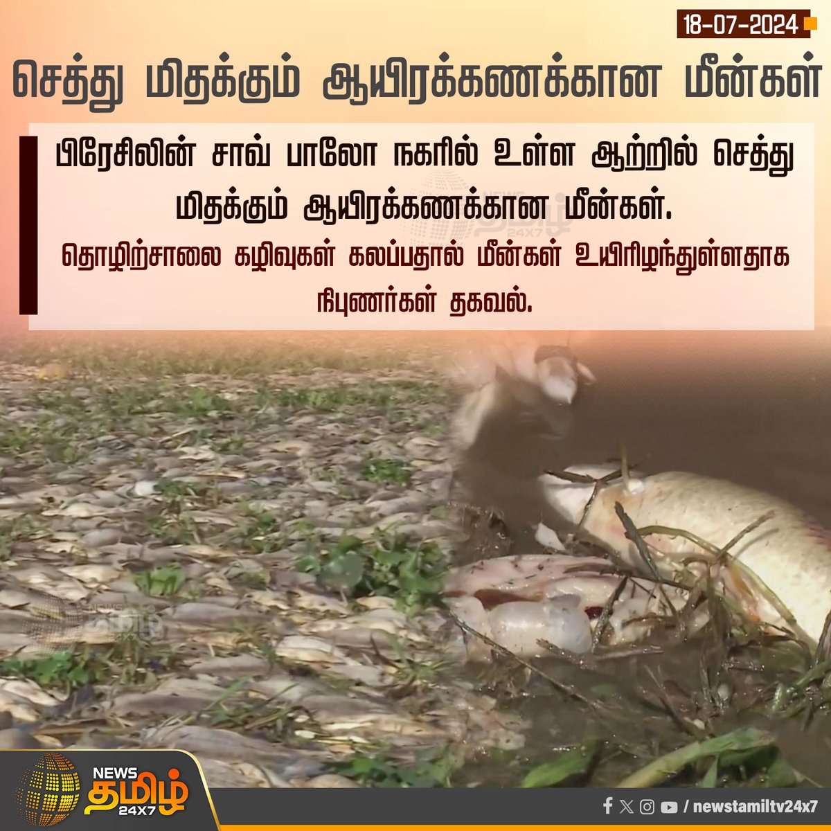 NewsTamilTV24x7's tweet photo. #NewsUpdate | செத்து மிதக்கும் ஆயிரக்கணக்கான மீன்கள்
#NewsTamil24x7 | #Brazil | #Fishpond | #Fishdead | #factoryoutlet | #researchers https://t.co/pRSjaKxW8h