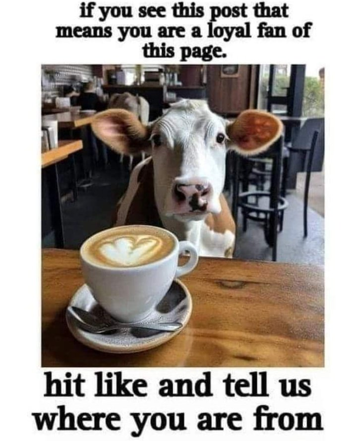Rune Cows🐮 tweet media