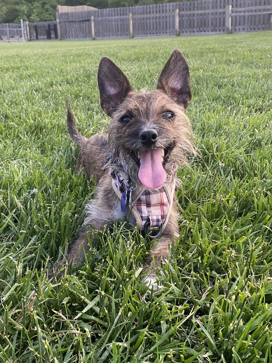 sidneym96's tweet photo. @dog_rates @deadpoolmovie may I introduce you to pepper rae - she’s also the best there is at what she does 🐶💚 https://t.co/Z6CZOP4ad1