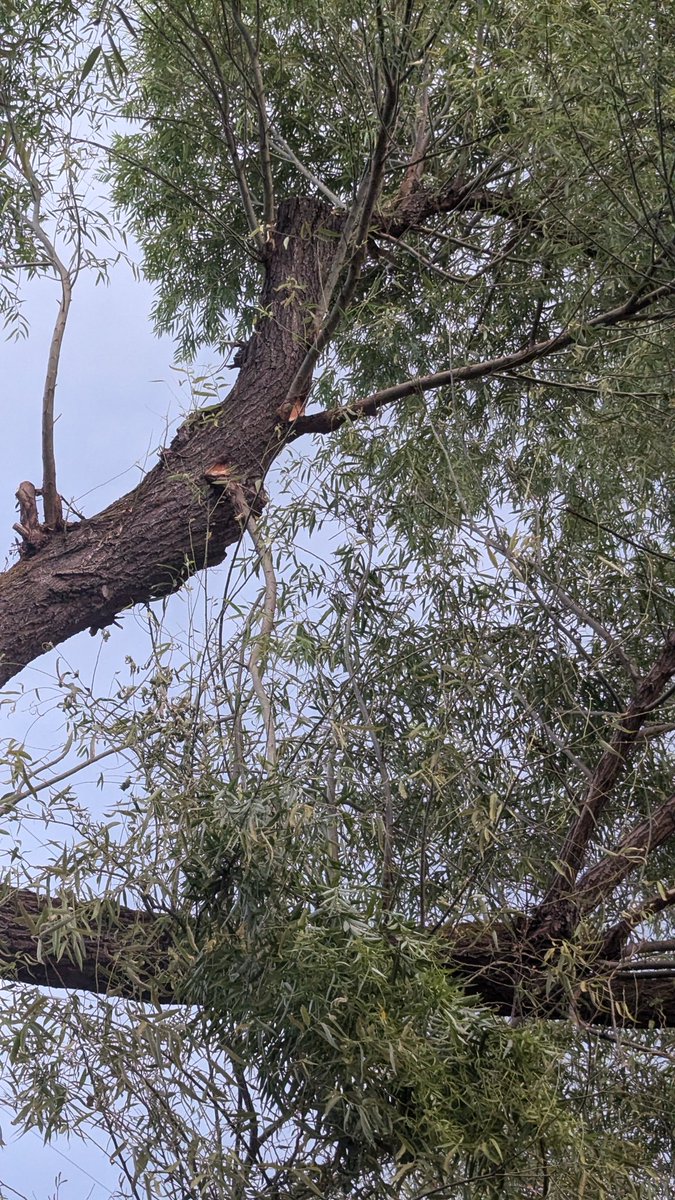 Hey <a href="/RMP_Utah/">Rocky Mountain Power UT</a>, your tree trimmers came to cut our trees out of the power lines and left half cut branches over our trampoline where our kids now can't play AND broke our brick garden border and didn't say anything. Who do we talk to for resolution?