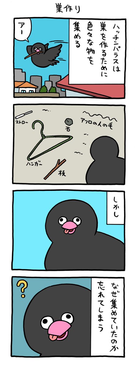 絶滅寸前の動物ハッチンパラス「巣作り」 