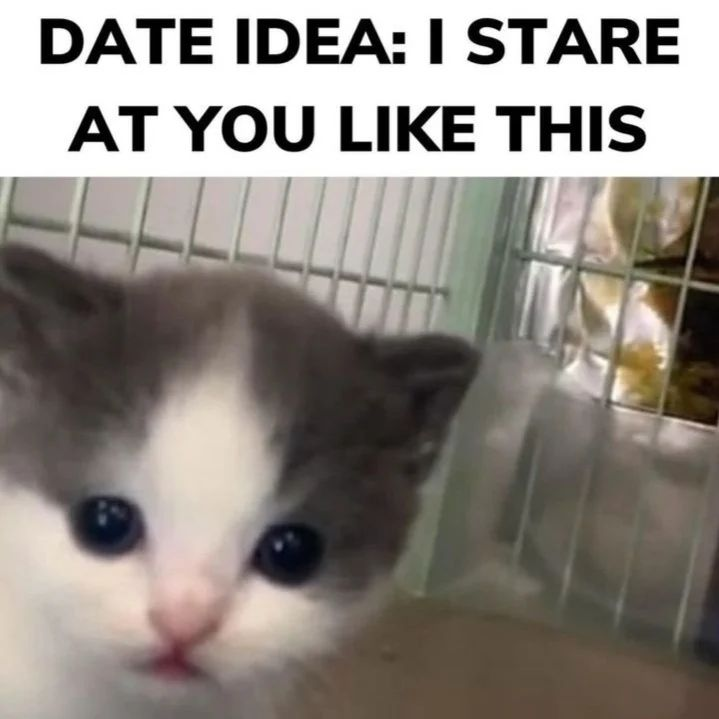 Punch Cat tweet media