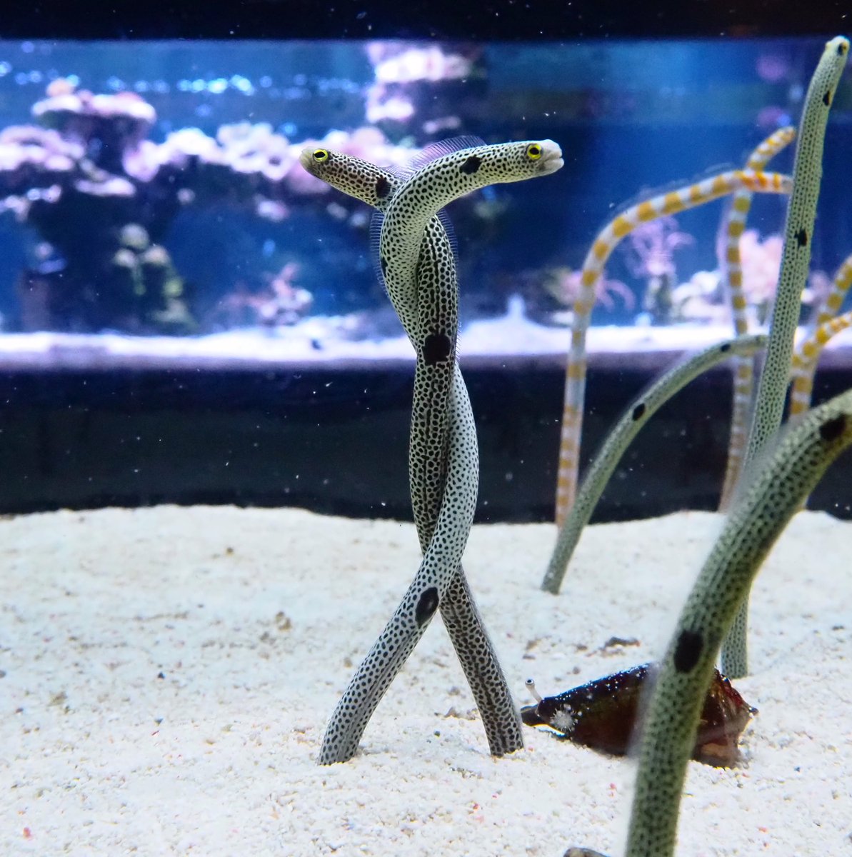 イベント出展でなかなか本物のちんあなご情報を発信できていないので