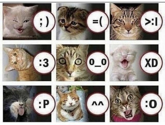 Q gatito son mutis