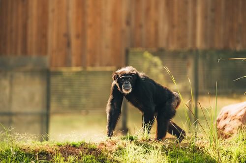 WilNickel's tweet photo. @ChimpHaven can you let Onyx know that my girlfriend and I are wishing her a happy birthday (we are best friends) https://t.co/5VdcIsKM2m