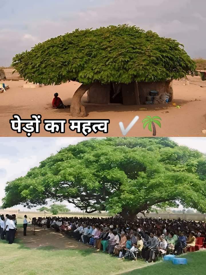 PoojaDh15858825's tweet image. #ImportanceOfTrees