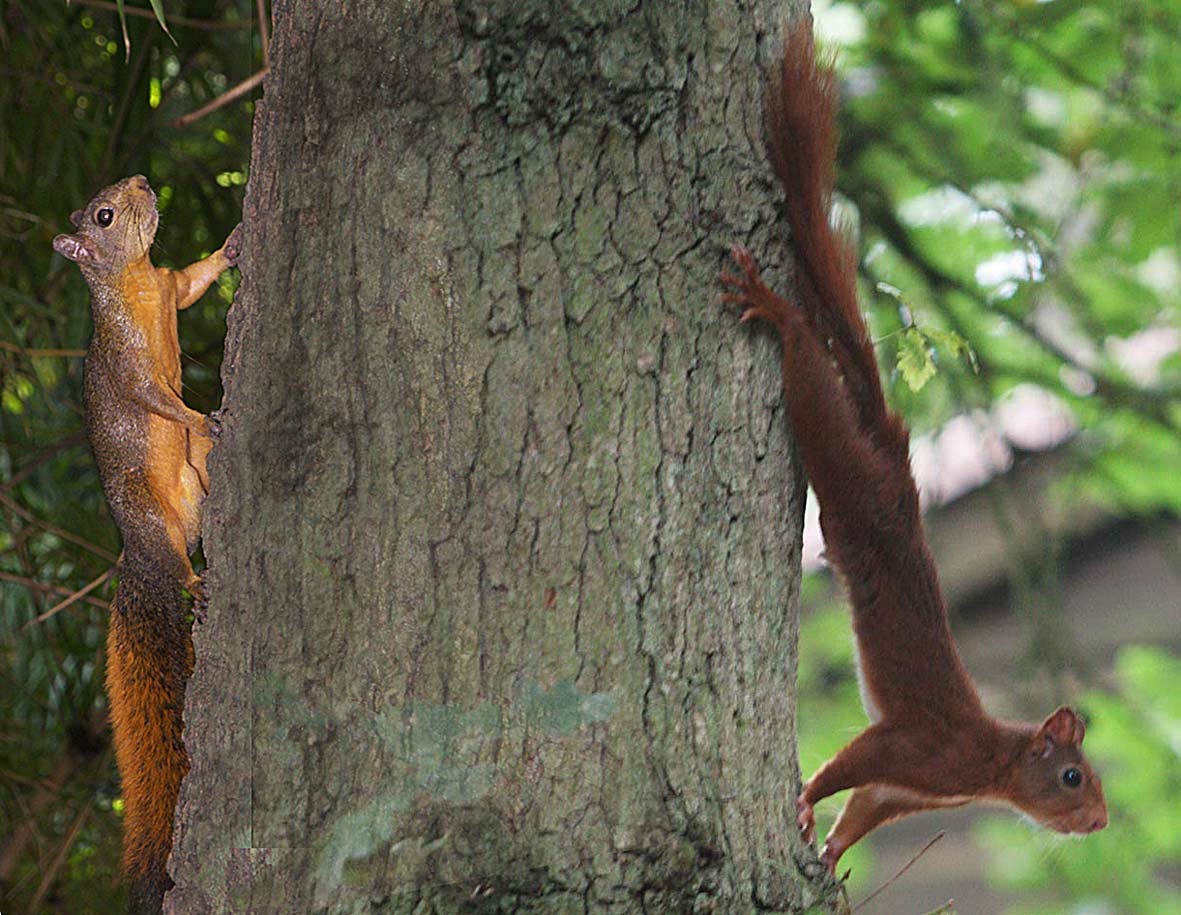 E_van_den_Ham's tweet photo. @Dr_Brian_Pet Wonderful shot Brian reminds me of a bit of fun I did years ago. If I'm not mistaken the one on the left was from Venezuela the right one is a picture I took of the Red squirrel or Eurasian red squirrel (#Sciurus vulgaris)
#Photoshop #Meeting https://t.co/GETpNGTN4n