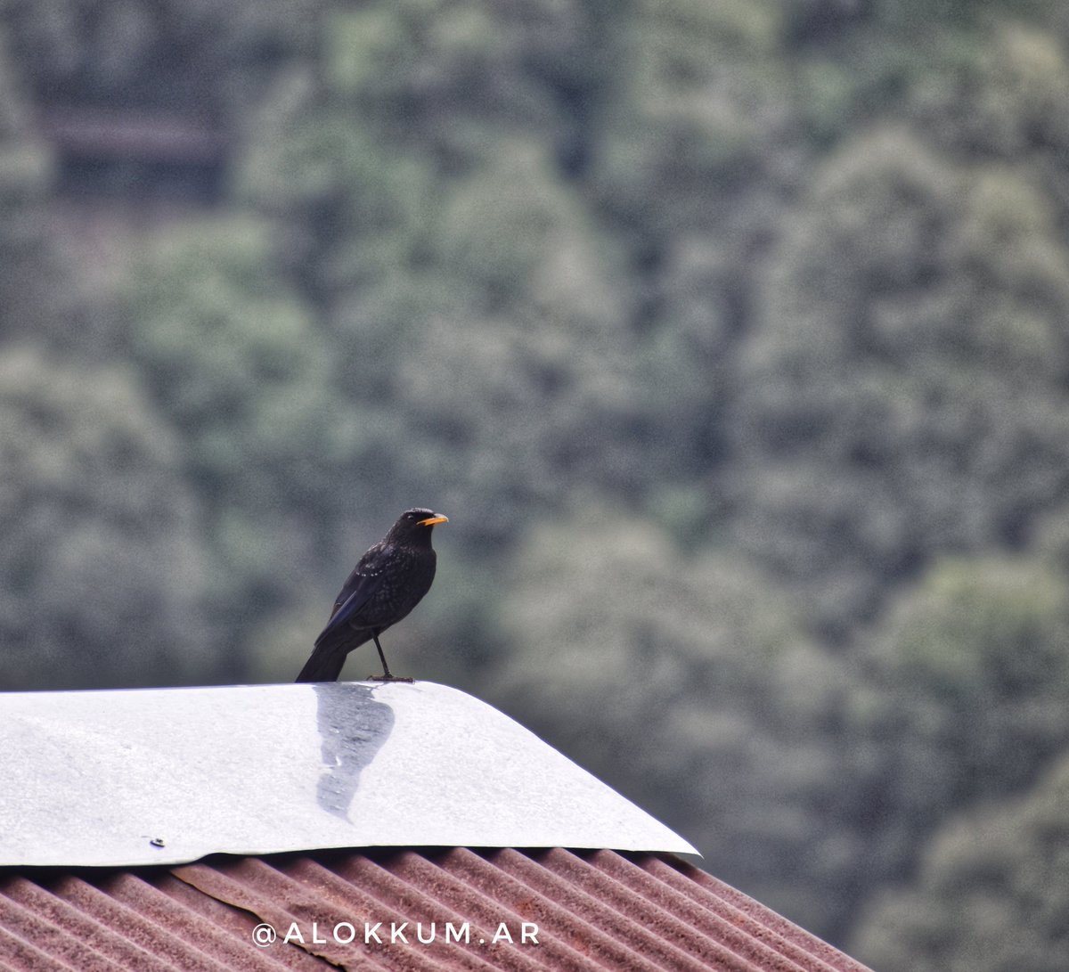 alokKum_ar's tweet photo. Loud human-like #whistling song at dawn and dusk attract you on Himalayas.I capture this beautiful sound bird in Nainital On high altitude.#bluewhistlingthrush
Lives In #himalayas,in temperate #forest and subtropical or tropical moist #montaneforests . https://t.co/2XqV5NXR0V
