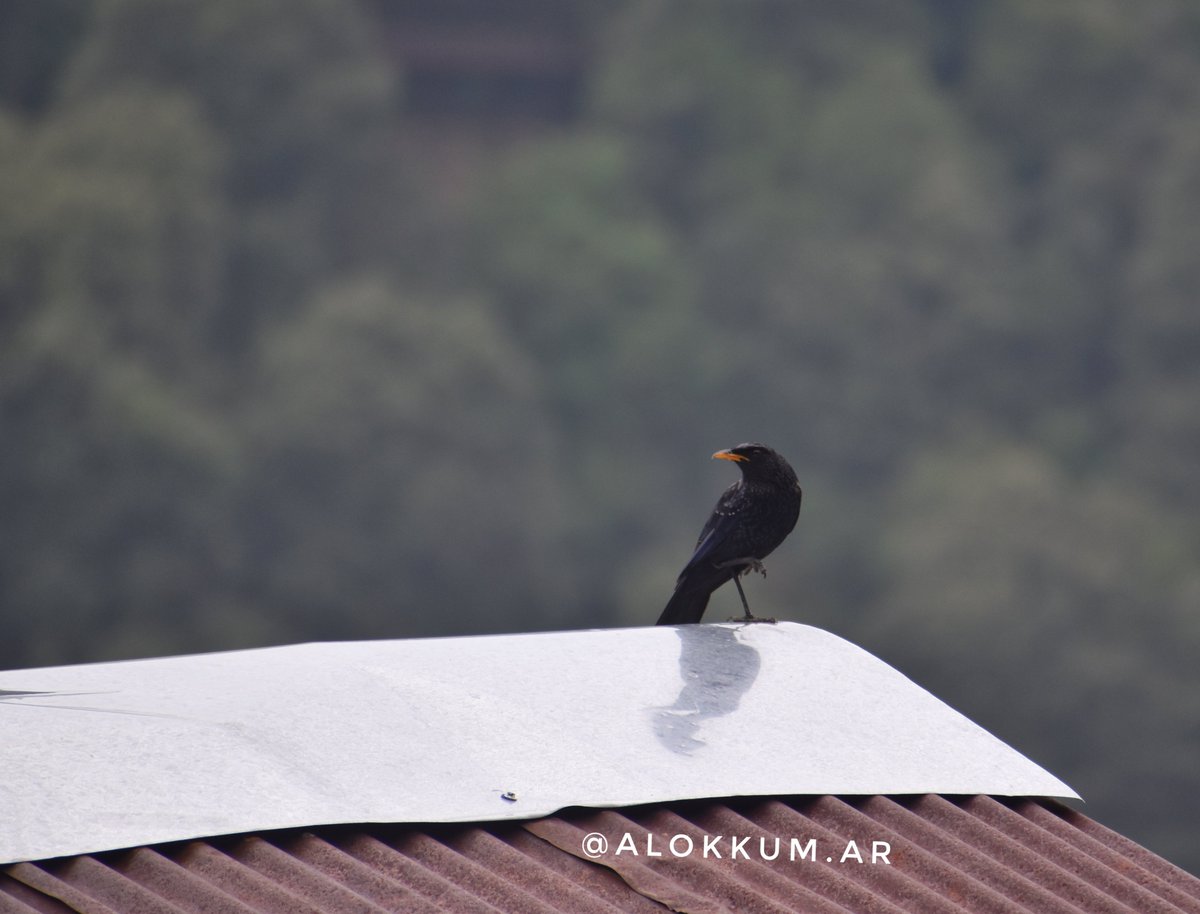 alokKum_ar's tweet photo. Loud human-like #whistling song at dawn and dusk attract you on Himalayas.I capture this beautiful sound bird in Nainital On high altitude.#bluewhistlingthrush
Lives In #himalayas,in temperate #forest and subtropical or tropical moist #montaneforests . https://t.co/2XqV5NXR0V