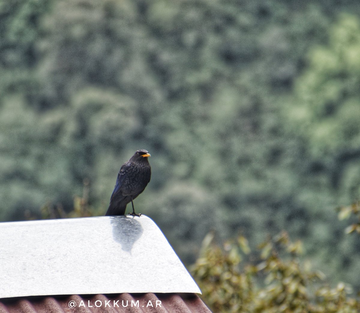 alokKum_ar's tweet photo. Loud human-like #whistling song at dawn and dusk attract you on Himalayas.I capture this beautiful sound bird in Nainital On high altitude.#bluewhistlingthrush
Lives In #himalayas,in temperate #forest and subtropical or tropical moist #montaneforests . https://t.co/2XqV5NXR0V