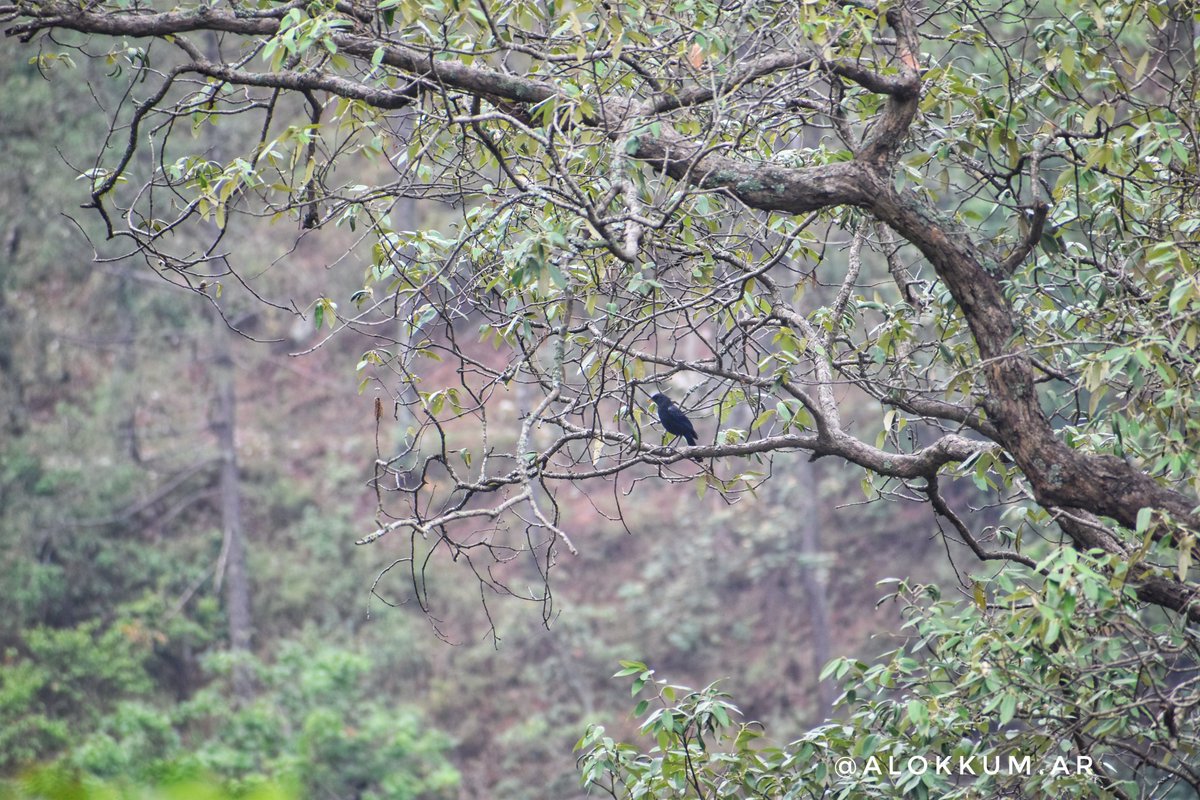 alokKum_ar's tweet photo. Loud human-like #whistling song at dawn and dusk attract you on Himalayas.I capture this beautiful sound bird in Nainital On high altitude.#bluewhistlingthrush
Lives In #himalayas,in temperate #forest and subtropical or tropical moist #montaneforests . https://t.co/2XqV5NXR0V