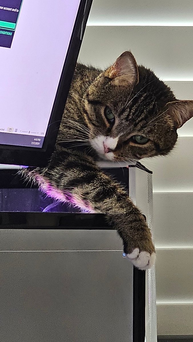 Content from elabunny