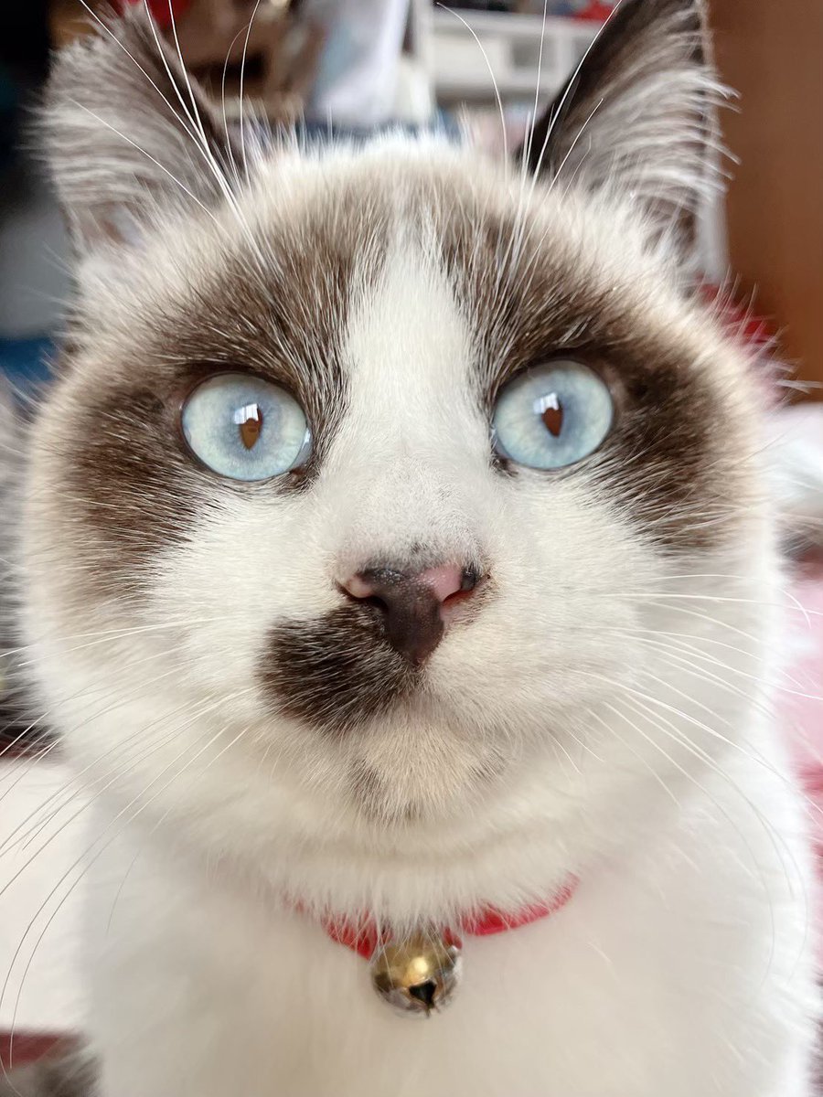 ウチのたぬきち将軍見て

 #全日本ﾈｺﾁｬﾝ証明写真選手権