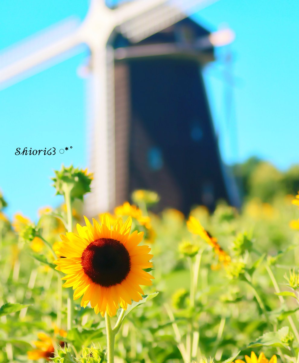 ❁⃘

*:.☀︎.°🌻♪¨̮⑅*⋆｡

焼けるような

日差しの下

凛と背を伸ばし

陽気な咲姿に

元気貰える𓈒𓏸❁⃘*.

*:.☀︎.°🌻♪¨̮⑅*⋆｡

 #向日葵 

夏はまだまだこれから！
どんどん暑くなるから
みんな体には気をつけて
水分補給しっかり
過ごそうね(*´˘`*)♡